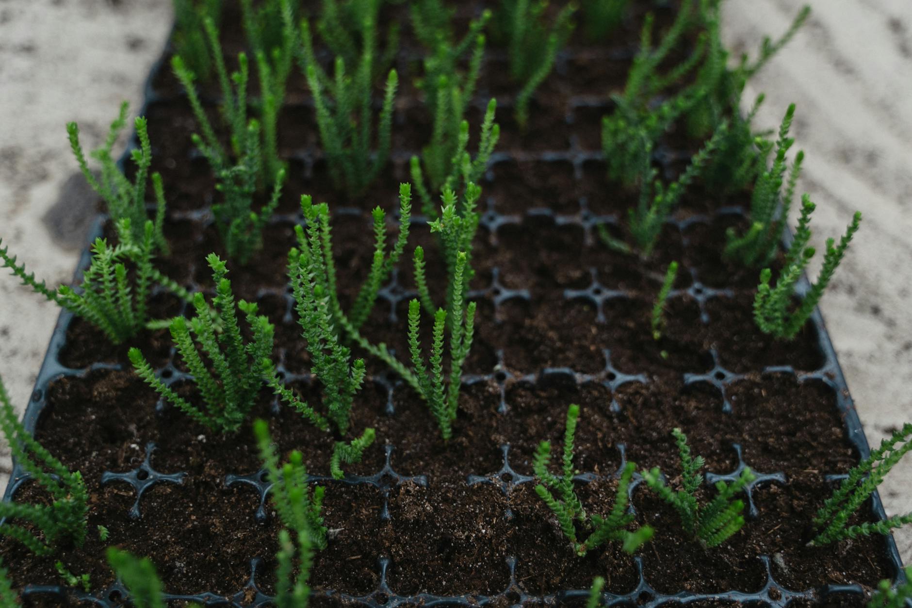 Chojnicki ogród działkowy w pełni wiosennej wegetacji po ustąpieniu przymrozków.